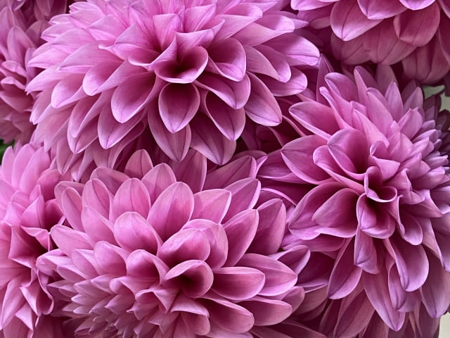 ダリア球根の掘り上げ・保存・植え付けの正しい方法