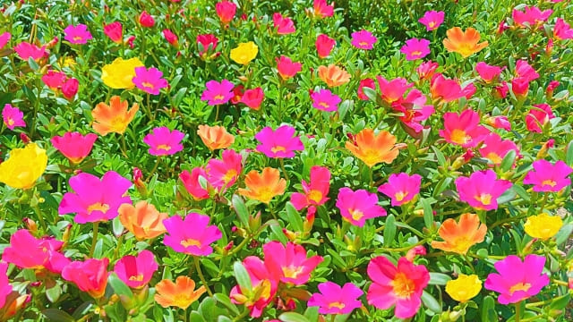 ポーチュラカ 植えっぱなしは可能?冬越し・毎年咲く条件をまず知る