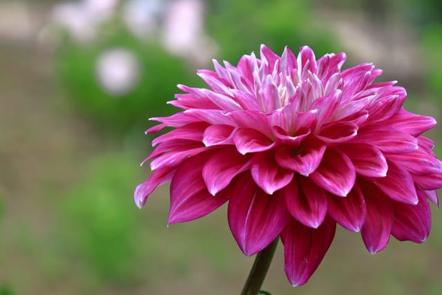 ダリアの球根は植えっぱなしでも大丈夫?地域別の可否と冬越し条件