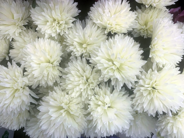 鉢植えダリアの植えっぱなし・冬越し・翌年開花のポイント