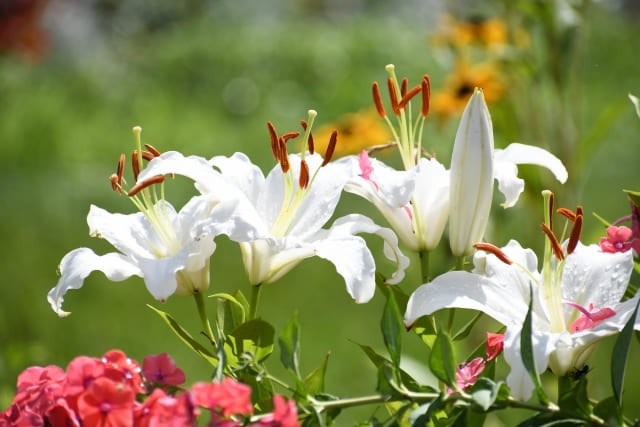 カサブランカの球根は植えっぱなしでも大丈夫?