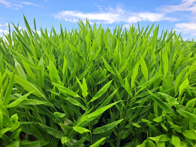 ミョウガを植えてはいけないリスクを避ける育て方と管理ポイント