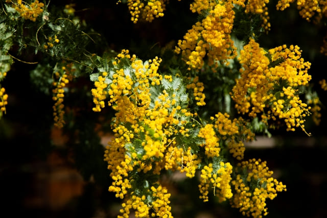 ミモザを上手に育てるための対策とコツ