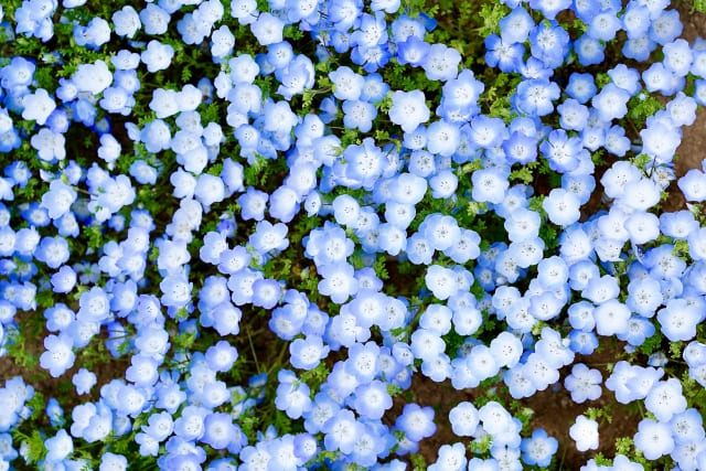 ネモフィラを「植えてはいけない」と言われる理由