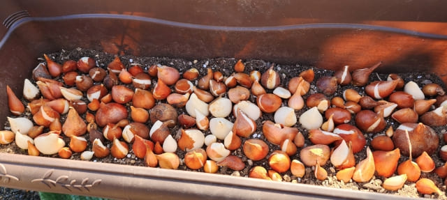 植えっぱなしの球根で作るローメンテ花壇のコツ