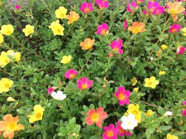 ポーチュラカ 植えっぱなしで増やす方法と越冬管理の実践ガイド【まとめ】