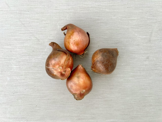 チューリップの球根を掘り上げる場合のやり方と保存方法【まとめ】