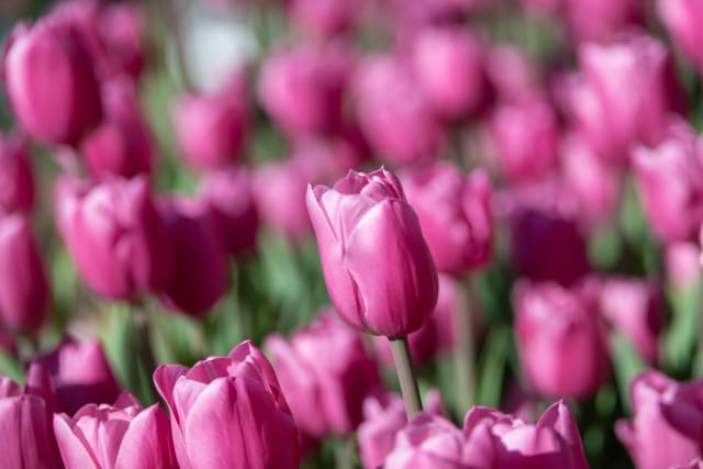 チューリップの球根を植えっぱなしにする方法と注意点