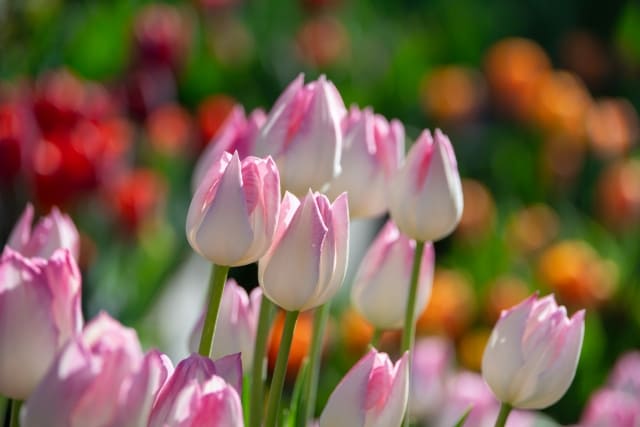 チューリップの球根を植えっぱなしで育てる前に知っておきたいこと