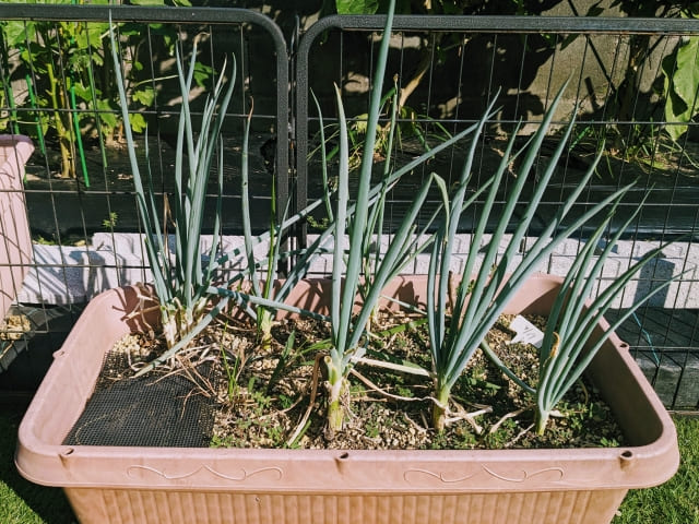 九条ネギ 植えっぱなしで育てる基本と長く収穫する育て方
