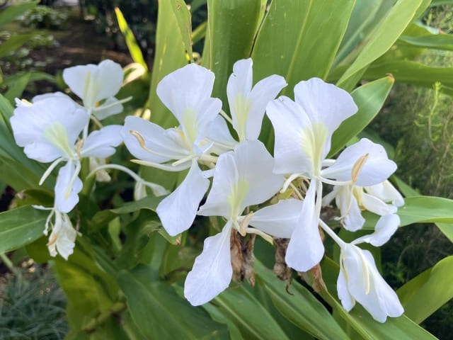 生姜の植えっぱなしはできる?育つ地域・環境とNGな理由を徹底解説