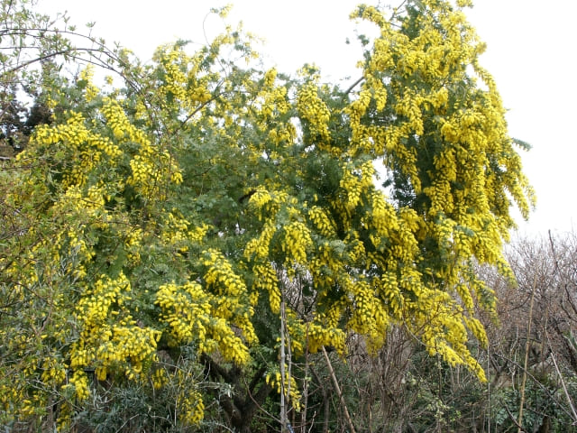 ミモザを植えてはいけない理由とは?