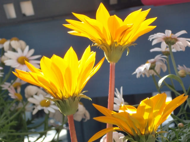 ガザニア 植えっぱなしでも楽しむための増やし方・品種選び・まとめ