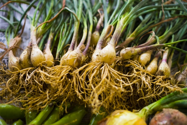 らっきょうの植えっぱなし栽培は本当にできる?