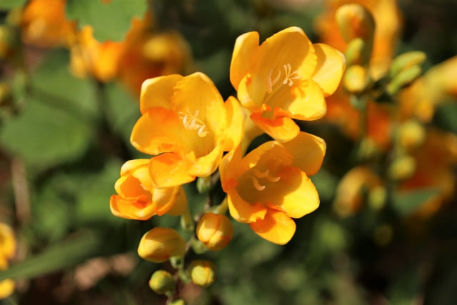 フリージアの球根を植えっぱなしで育てる前に知っておきたい基本