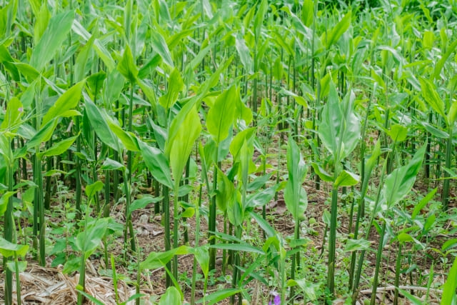 ミョウガを植えてはいけない理由とは