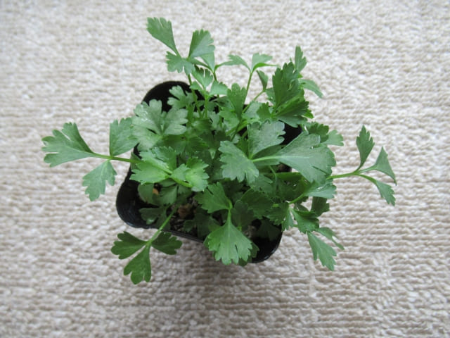 セロリを植えっぱなしで育てるための育て方・管理方法