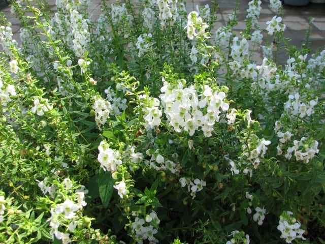 金魚草を植えっぱなしにできる?基本と特徴