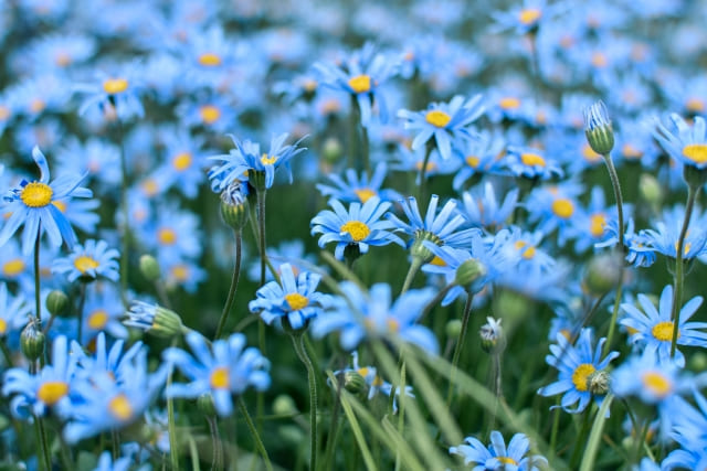 ブルーデージー