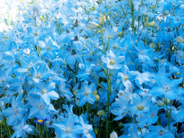 ラークスパー(チドリソウ)