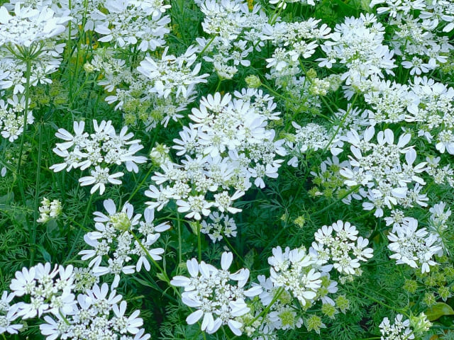 オルレア(オルラヤ)