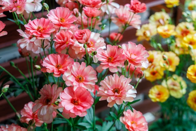 ラナンキュラス・ラックス