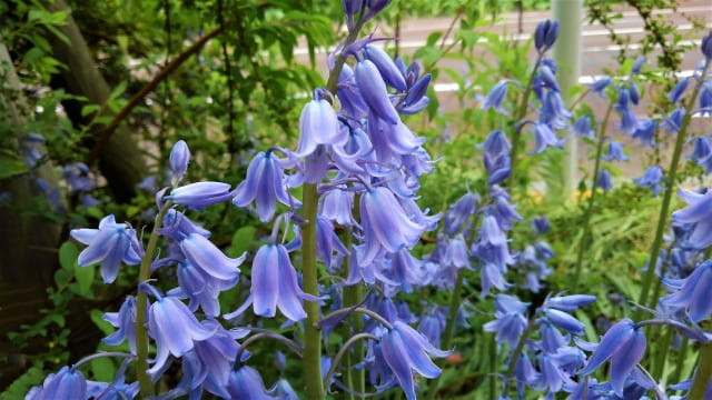 シラー(ヒアシンソイデス)