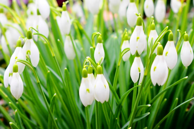 スノードロップ・スノーフレーク