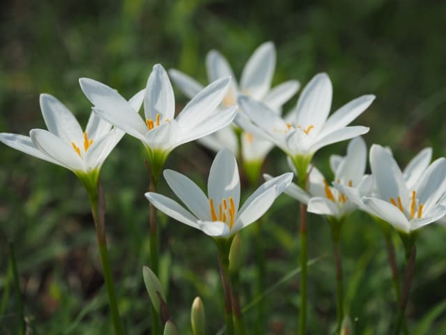 ゼフィランサス