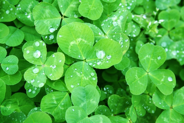 花言葉 クローバーの基本意味