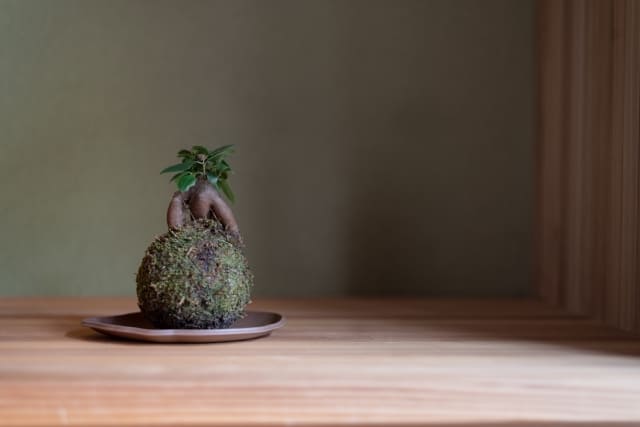 まとめ：花言葉を理解してガジュマルを飾ろう