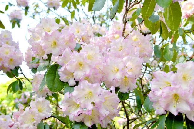 色別のシャクナゲの花言葉と豆知識