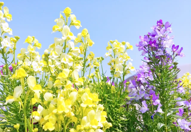 リナリアの花言葉の由来