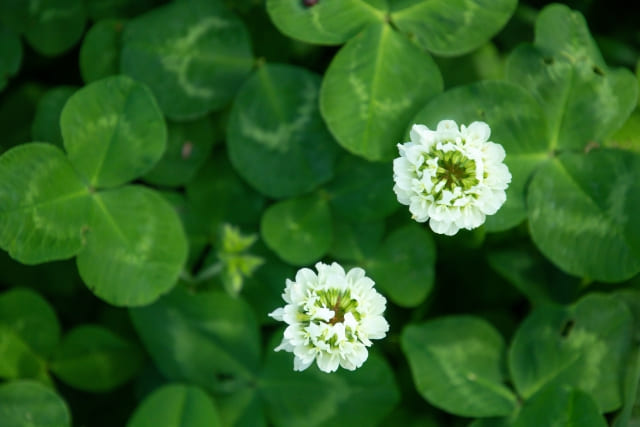 白クローバー(シロツメクサ)の花言葉