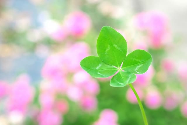 花言葉 クローバーを贈る意味