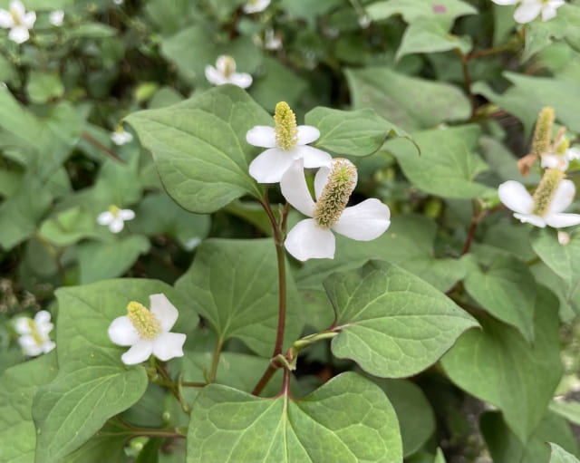 ドクダミの花言葉の意味と由来