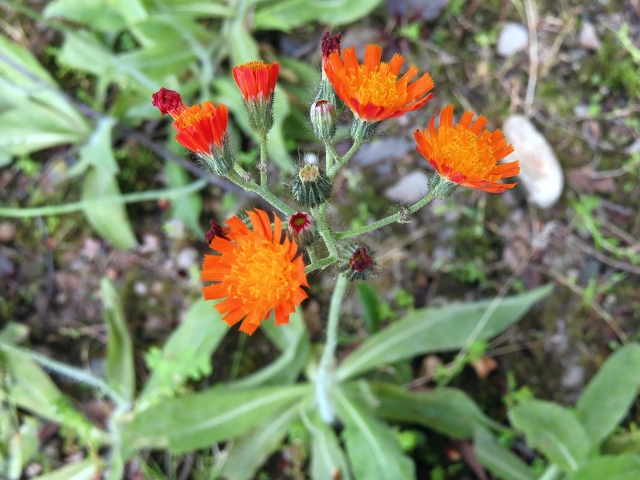 オレンジのタンポポが象徴すること
