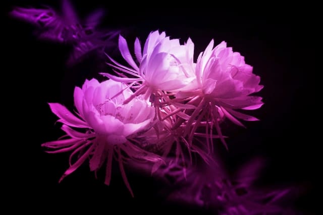 月下美人とはどんな花?特徴・魅力・誕生花まで紹介