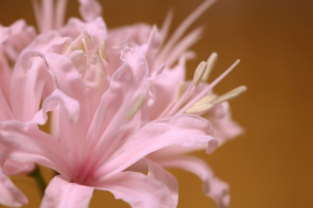 ネリネの花言葉に怖い意味はある？