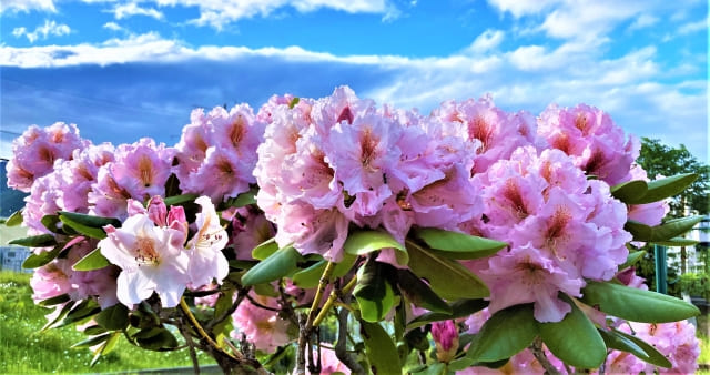 シャクナゲの花言葉と怖い意味