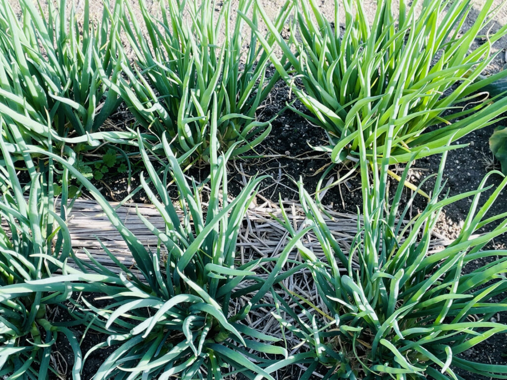 わけぎ 植えっぱなしで育てられる?