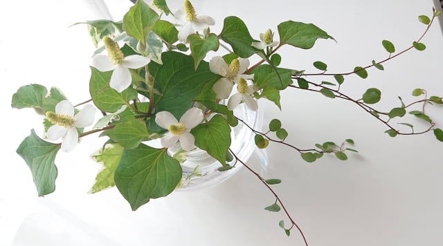 ドクダミの花言葉と合わせて知りたい特徴