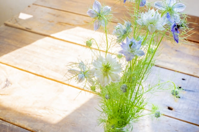 怖い噂も？ニゲラの花言葉の真実