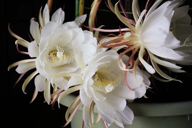 月下美人の花言葉の意味と由来を徹底解説