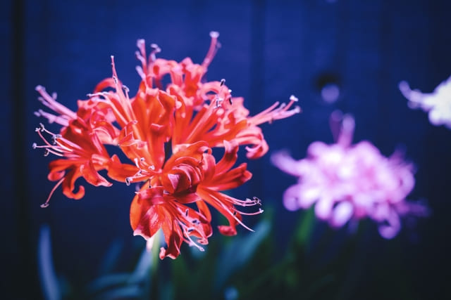 シーン別に贈るネリネの花言葉