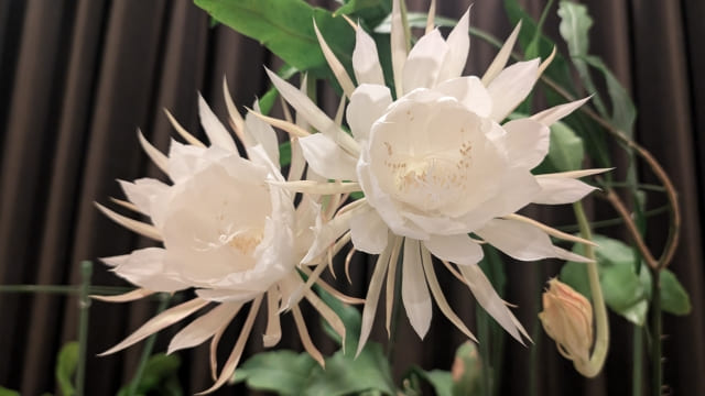 月下美人の花言葉を贈る