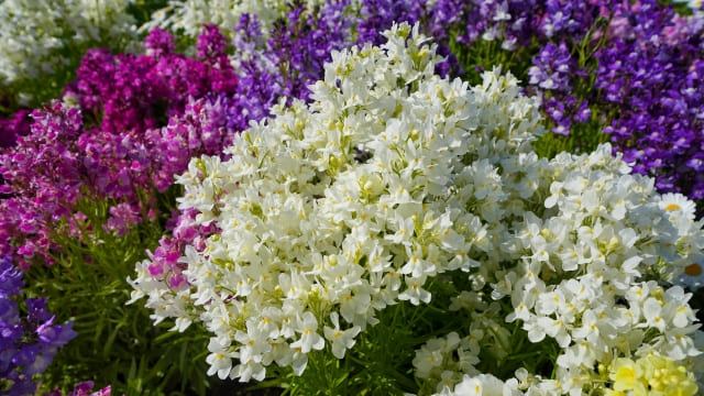 リナリアの花言葉は色別で違う？