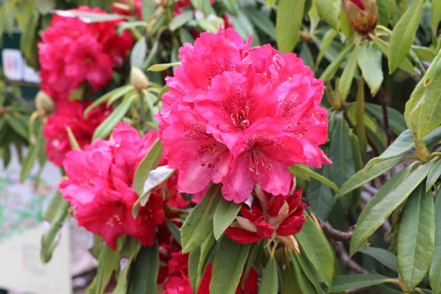 シャクナゲの花言葉まとめ