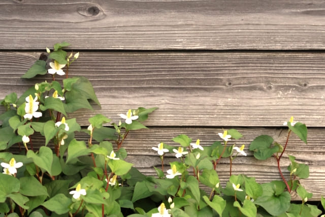 まとめ:ドクダミの花言葉