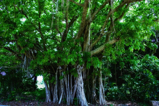 ガジュマルの花言葉と風水効果を高める置き場